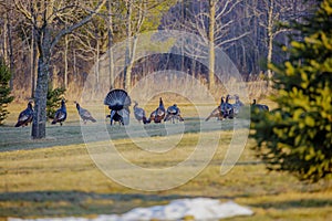 Wild male turkey strutting his stuff for the females in Wisconsin