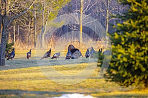 Wild male turkey strutting his stuff for the females in Wisconsin