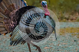 Wild Male turkey strutting about during mating season