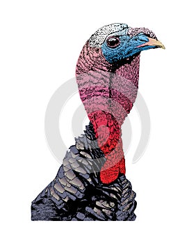 Wild Male Turkey Tom Gobbler Head Illustration