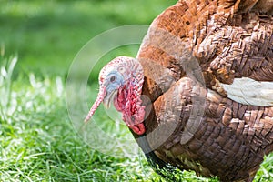 Wild male turkey waiting for female