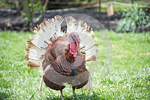Wild male turkey waiting for female