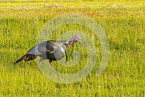 Wild Male Turkey Walking through Grass Field