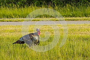 Wild Male Turkey Walking by a road