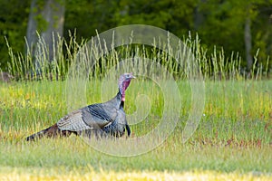 Wild Male Turkey Walking by some Woods