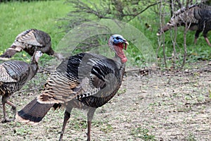 Wild Male Turkey Watching Over Group Of Female Turkeys In Background Grazing For Food In Northern California