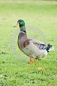 A wild mallard duck