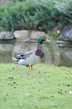 A wild mallard duck