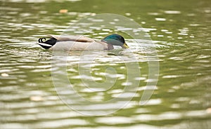 Wild mallard duck