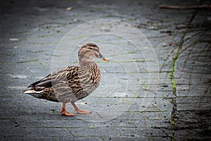 Wild Mallard Duck, Animals And Wildlife