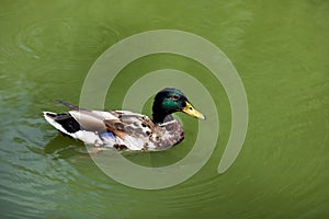 Wild mallard duck drake Swimming in Water in the lake