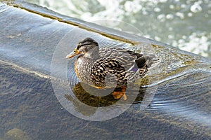 Wild mallard duck (female) sitting in the water right in front of the waterfall in a sunny day.