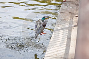 Wild mallard duck flying out of the water on a sunny day