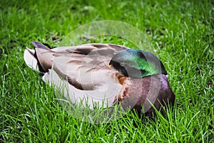 A wild Mallard duck resting on the grass Anas platyrhynchos