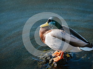 Wild Mallard duck standing in the lake