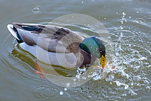Wild mallard duck swimming in a pond and drinking water