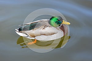 Wild mallard duck swimming in a pond looking aside