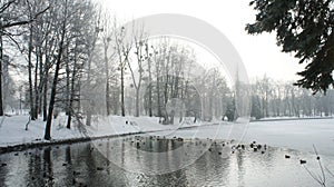 Wild mallard duck walking on ice in the winter