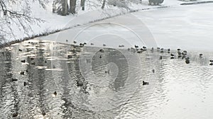 Wild mallard duck walking on ice in the winter