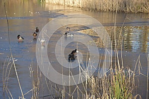 Wild mallard duck walking on ice in the winter