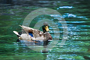 Wild Mallard Duck in Water