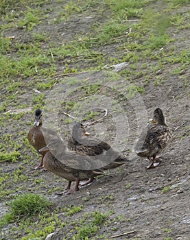 Wild Mallard duck youngs ducklings chicks. Anas platyrhynchos on the grass and dirt. Beauty in nature. Young birds in