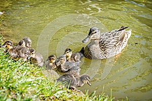 Wild Mallard duck with youngs in the water