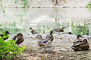 Wild mallard ducks on the lake shore, animal scene