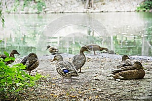 Wild mallard ducks on the lake shore, beauty in nature