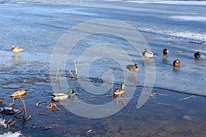 Wild mallard ducks swims in the water between the ice in the freezing pond. Wintering of wild ducks. Survival of birds