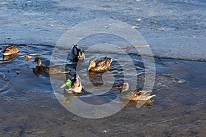 Wild mallard ducks swims in the water between the ice in the freezing pond. Wintering of wild ducks. Survival of birds