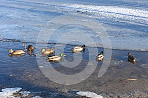 Wild mallard ducks swims in the water between the ice in the freezing pond. Wintering of wild ducks. Survival of birds