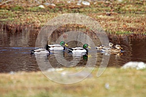 Wild Mallard Ducks In Ths Spring Time