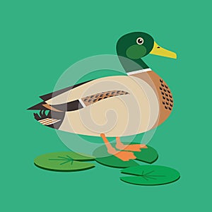 Wild Mallard Male Duck Cute Simple Vector Icon