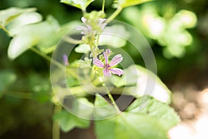 Wild Mallow - Althaea officinalis, Malva silvestris, Mallow plant with lilac pink flowers