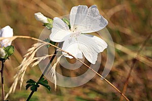 Wild mallow growing in a wild meadow.