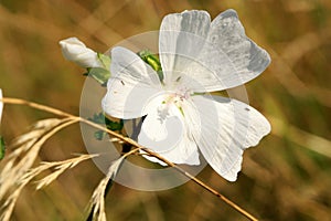 Wild mallow growing in a wild meadow.