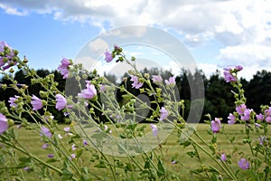 Wild Mallows Bending under the Wind