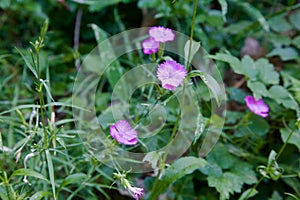 Wild mallows in bloom seen up close