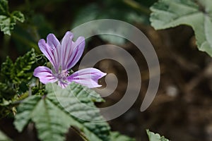 Wild mallows in bloom seen up close