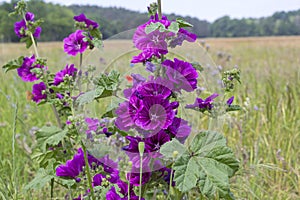 Wild mallows grow in a meadow. Here flowers bloom for insects of all kinds