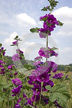 Wild mallows grow in a meadow. Here flowers bloom for insects of all kinds