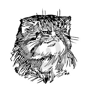 Wild mammalian cat, manul head, rare animal, for logo or emblem