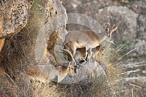 Wild mammals in their natural environment - natural environment.