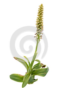 Wild Man Orchid isolated - Orchis anthropophora photo