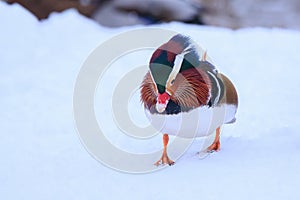 Wild Mandarin duck walking in the snow