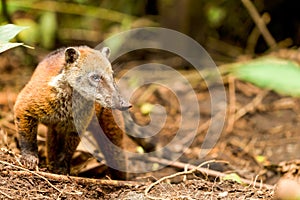 Wild Mapache Animal photo