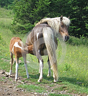Wild mare with foal nursing photo