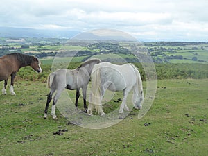 Wild mare and foal on top of Hergest Ridge, Kington, Herefordshire