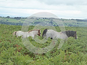 Wild mare and foal on top of Hergest Ridge, Kington, Herefordshire
